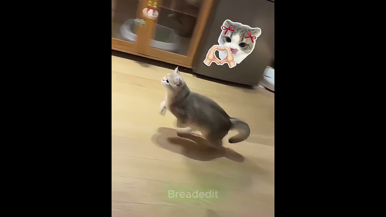 Скрытый талант Китти 🐱💖 