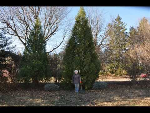 How Fast Do Leyland Cypresses  Grow