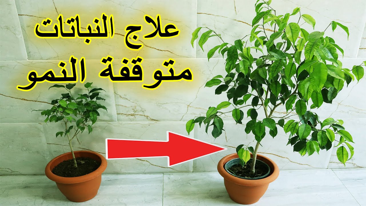 طريقة علاج النباتات و الاشجار متوقفة النمو