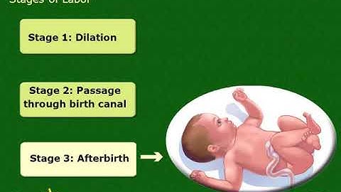 The Beginning of the Life Cycle   SlidePlayer ppt video online