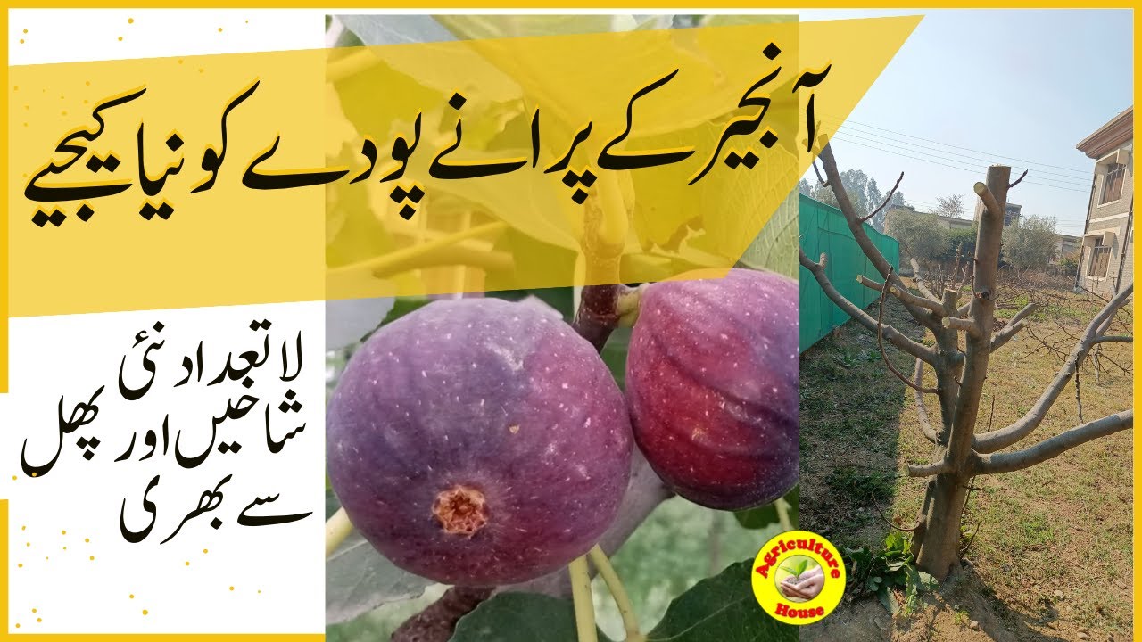 Essential Tips for Pruning Your Fig Tree l Pruning Fig Trees in Spring ...