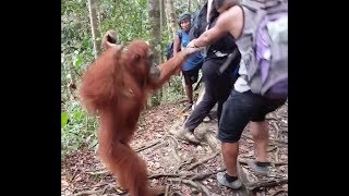 Held Hostage By An Orangutan At Bukitlawang Jungle