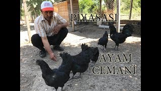 Ayam Cemani Piyasasi Ne Kadar Youtube