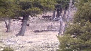 Montana increases wolf hunting quotas and tags per person