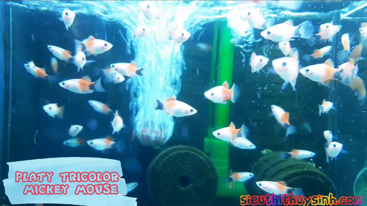 Mún Mickey Mouse 3 màu (Platy Tricolor Mickey Mouse) - Aqua Home ...