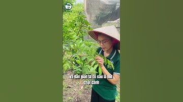 Mẹo siêu hay giúp cây cóc ra trái xum xuê #shorts