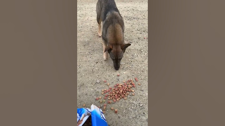 Hast du schon mal einen Straßenhund gesehen? 🤔💚🐕 #strassenhunde #hunde #tierschutz