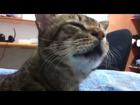 Video: Bersin, Bersin Terbalik, Dan Menggigit Kucing