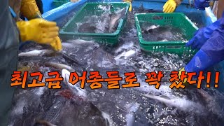 동해안 큰파도뒤 들어온 최고급 어종을 잡아보자! / The best fish caught a lot on the boat.