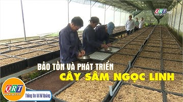 Bảo tồn và phát triển cây sâm Ngọc Linh | QRT