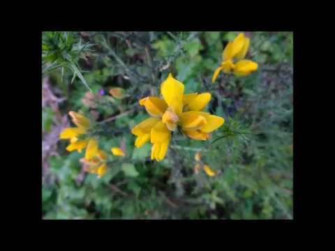 Vídeo: O que é um arbusto de tojo: informações sobre arbustos de tojo floridos