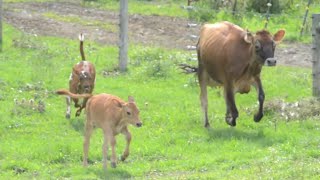 Love Seeing Animals When They Are Happy?