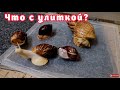 УЛИТКА ВПАЛА В СПЯЧКУ || НАУЧИЛАСЬ ФИКСИРОВАТЬ ПОПУГАЯ