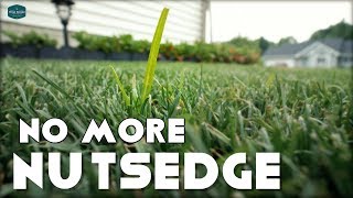 How To Get Rid of Nutsedge In Your Lawn