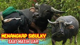 PROSES MENANGKAP KERBAU SIBULKY SAAT MASIH LIAR