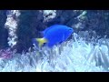 Facts: The Yellowtail Blue Damselfish