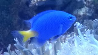 Facts: The Yellowtail Blue Damselfish