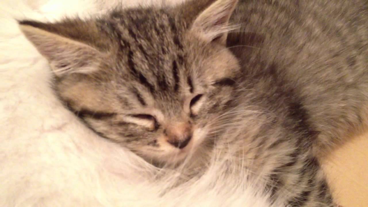 meow mix 猫の寝顔を盗み撮り! sleeping cats so cute!!