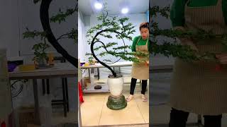 Thán phục kỹ thuật tạo dáng bonsai bonsaitips bonsaitutorial (P.125)
