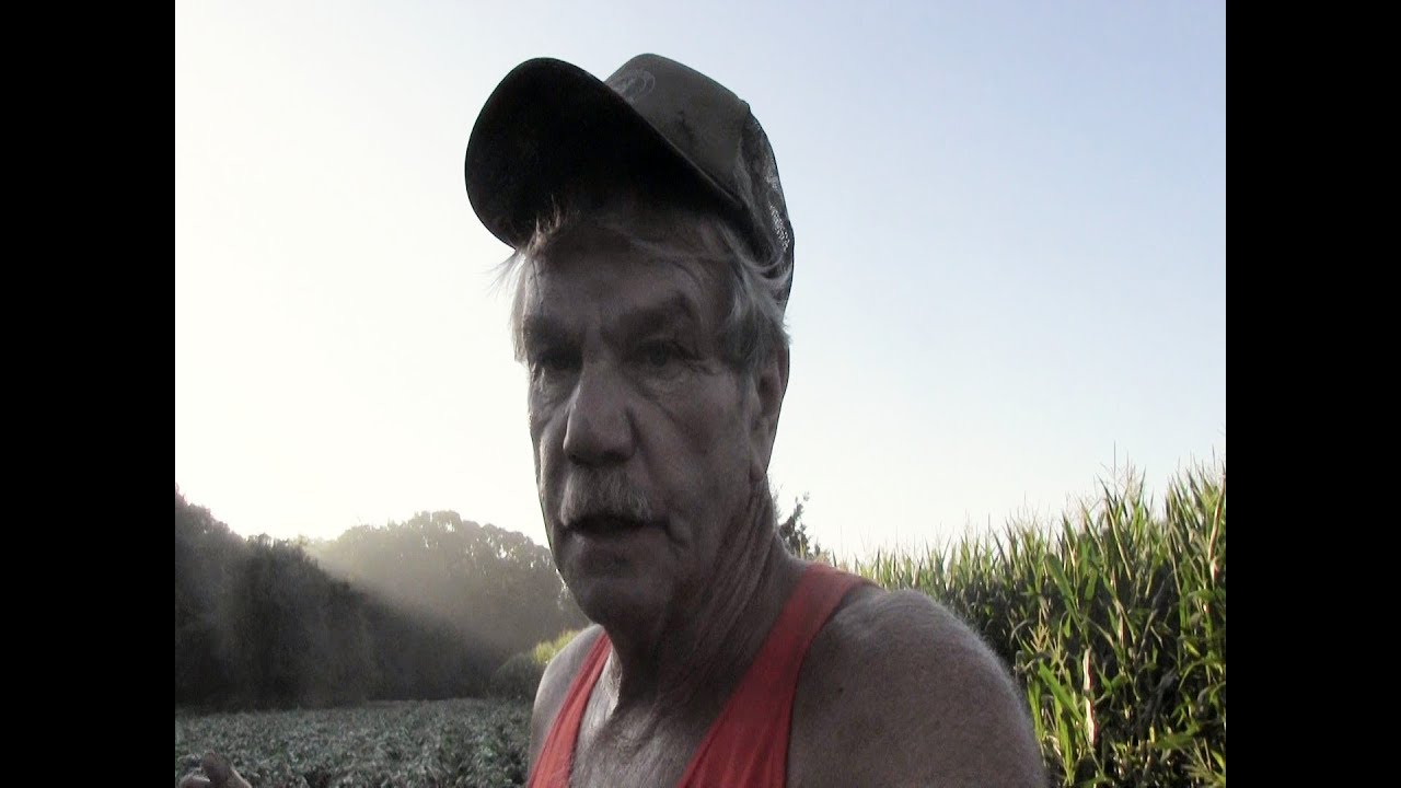2018 Food Plots - Corn Tasseling and Bean Update typical male
