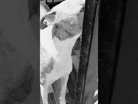 Ever Met Such a Jealous Dog? #shorts