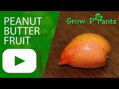 Peanut butter fruit tree - grow, harvest and uses