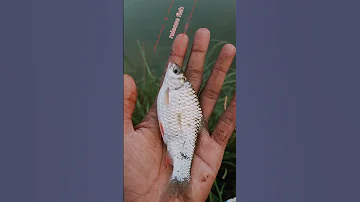 Release Fish Fishing Video Video Shorts Viral Youtubeshorts Tiktok 