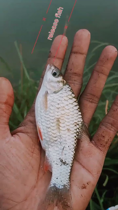 release fish🐟 fishing video video 💯 #shorts #viral #youtubeshorts #tiktok#