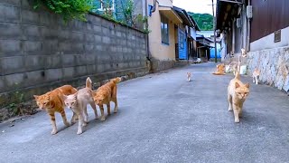 野良猫通り