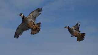 Our First Pheasant/Chukar Hunting Competition! 🔴
