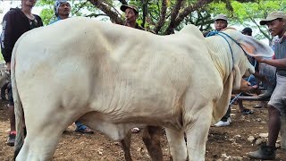 Download Lagu GEGER !! PO Super Jadi Tontonan !! Calon Babon Jumbo Harga Murah !! Pasar Sapi Jatirogo MP3 Download Lagu GEGER !! PO Super Jadi Tontonan !! Calon Babon Jumbo Harga Murah !! Pasar Sapi Jatirogo MP3