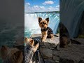 Say cheese! 📸 Professional photoshoot at the Niagara Falls! #ai #aidog #aivideo #yorkie #yorkshire