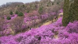 원미산 진달래동산에서(220406) 2