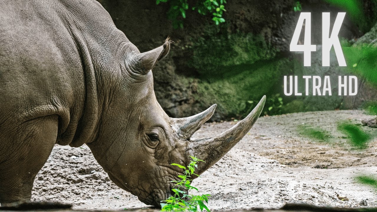 4K ULTRA HD 60fps / Dolby Vision IQ  | Extreme Clarity