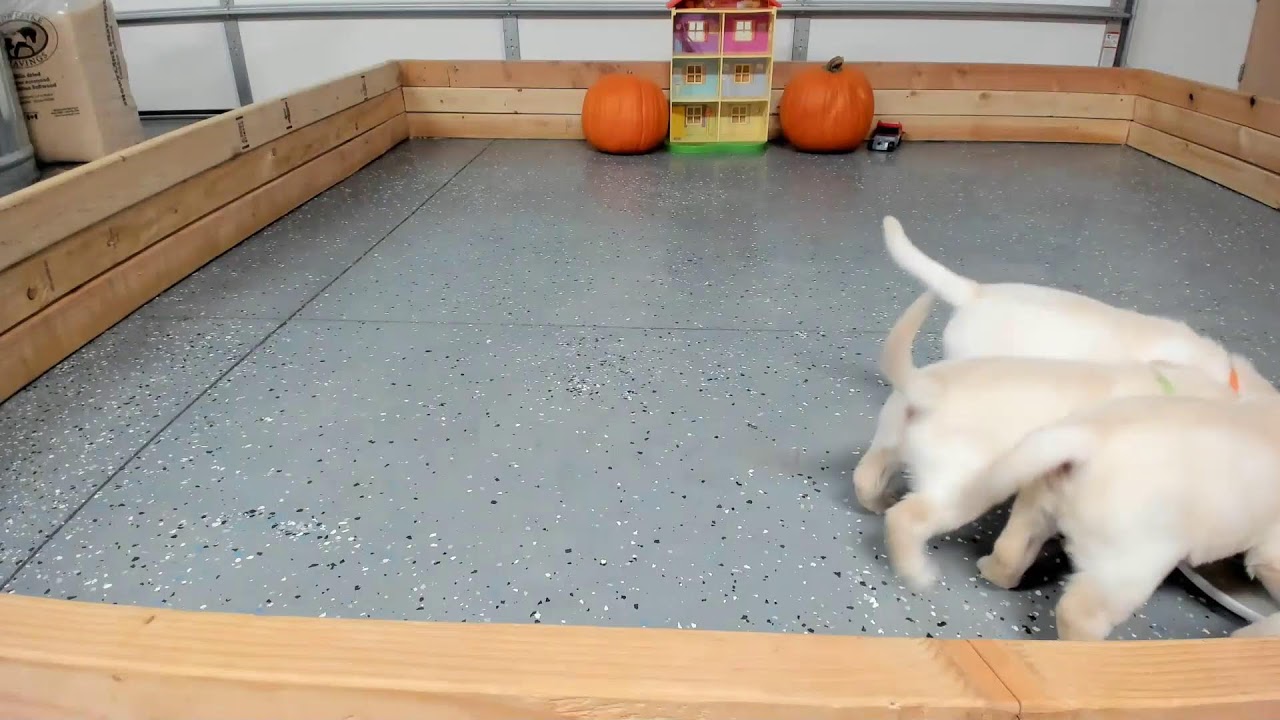 10 minutes of adorable puppies playing indoors because its cold outside