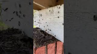 Pest Control: Common Spot Where Bees Congregate | Los Angeles County | Versa Tech PM