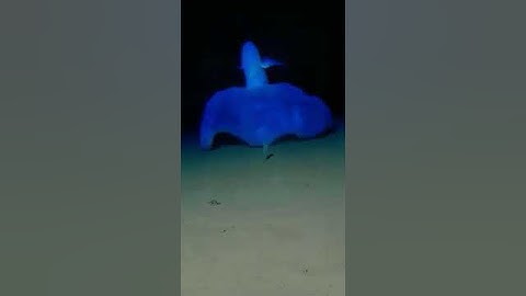 Footage of vampire squid moving along ocean floor. He’s skipping :)