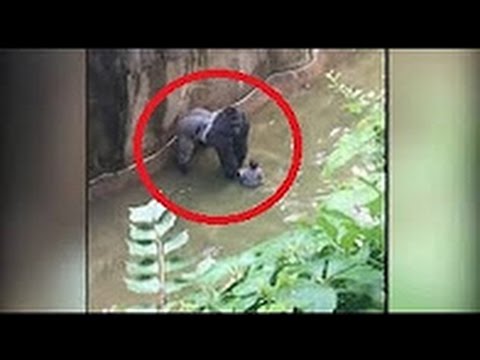 gorilla-grabs-child-who's-fallen-into-habitat-at-cincinnati-zoo