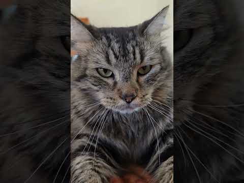 Тигр на расслабоне 😽 #cat #tigercat #floridacat #homecat #кот #флорида #питомцы #животные