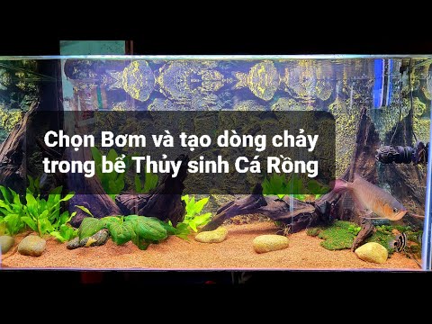 Video Setup bể biotope Huyết long Thủy sinh [KHÔNG Thay... - youtube