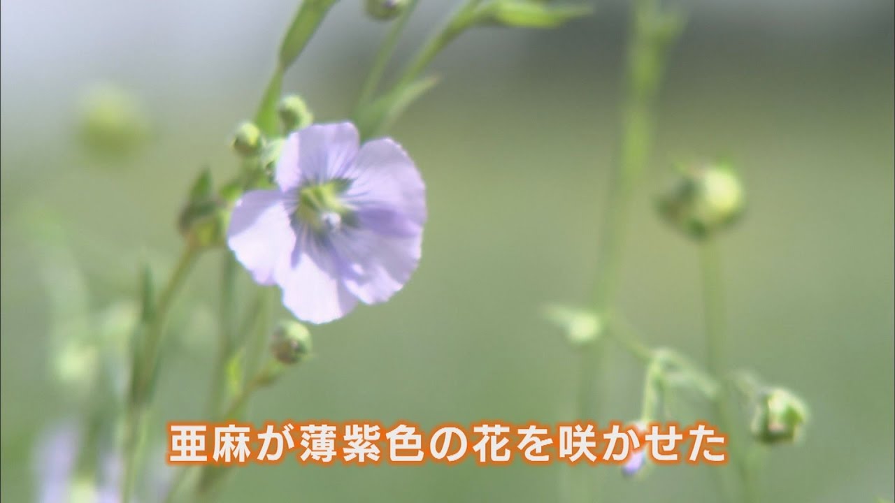 亜麻の復活を目指して 北海道の繊維産業を支えたあおやぎは再び美しく咲くか 17年1月15日放送 Youtube