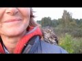 Pygmy-Owl x2 (Glaucidium passerinum)