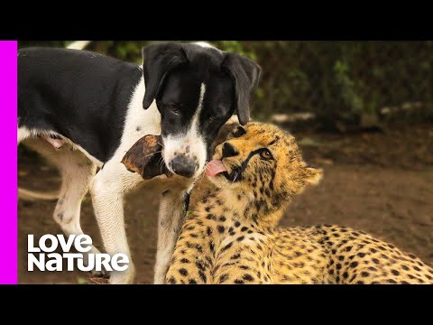 Cheetah And Dog Are Best Friends | Oddest Animal Friendship | Love Nature