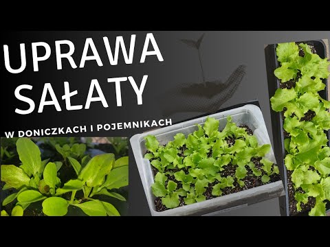 Wideo: Zielona Sałatka w Pojemniku - Wskazówki, Jak Uprawić Sałatkę W Doniczce