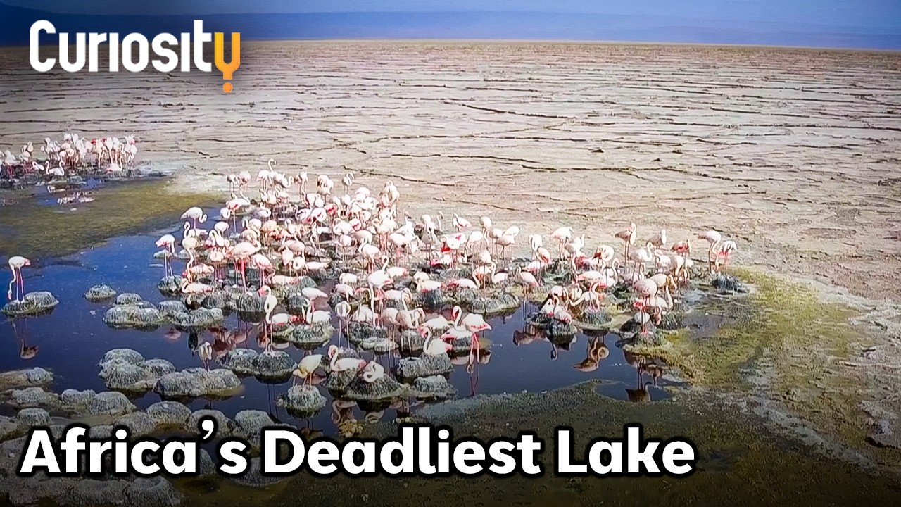 Documentary backdrop image for The Toxic Lake Where Life Thrives (2025)