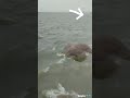 Dolphins In Ganga River Dolphin Shorts Viral Reels Trending 