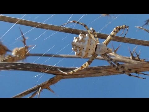 İri, gri Zehirli Örümcek  Argiope Lobata