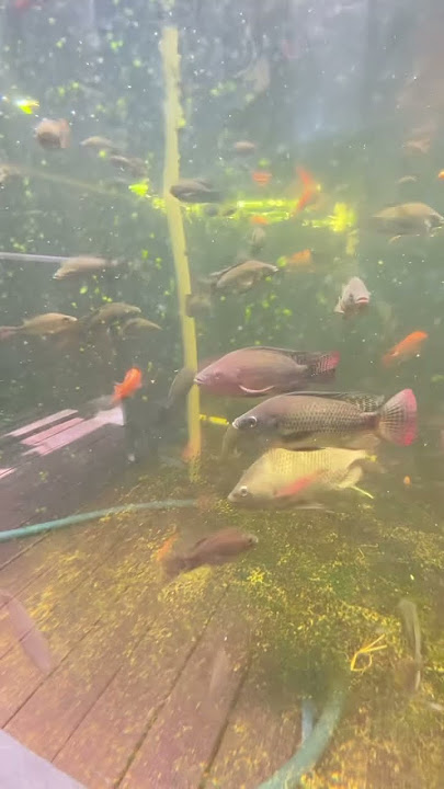 nnti kita spill kolam jernih nya di  youtube video
