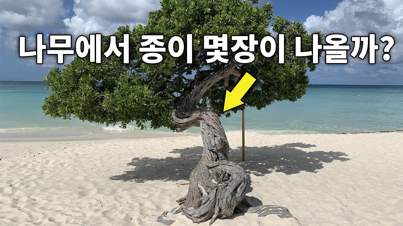 A4용지 한장을 만들기 위해 쓰이는 나무가 이렇게 많다고?