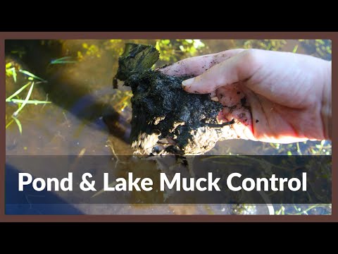 How to Get Rid of Muck in a Pond - Pond & Lake Muck Control